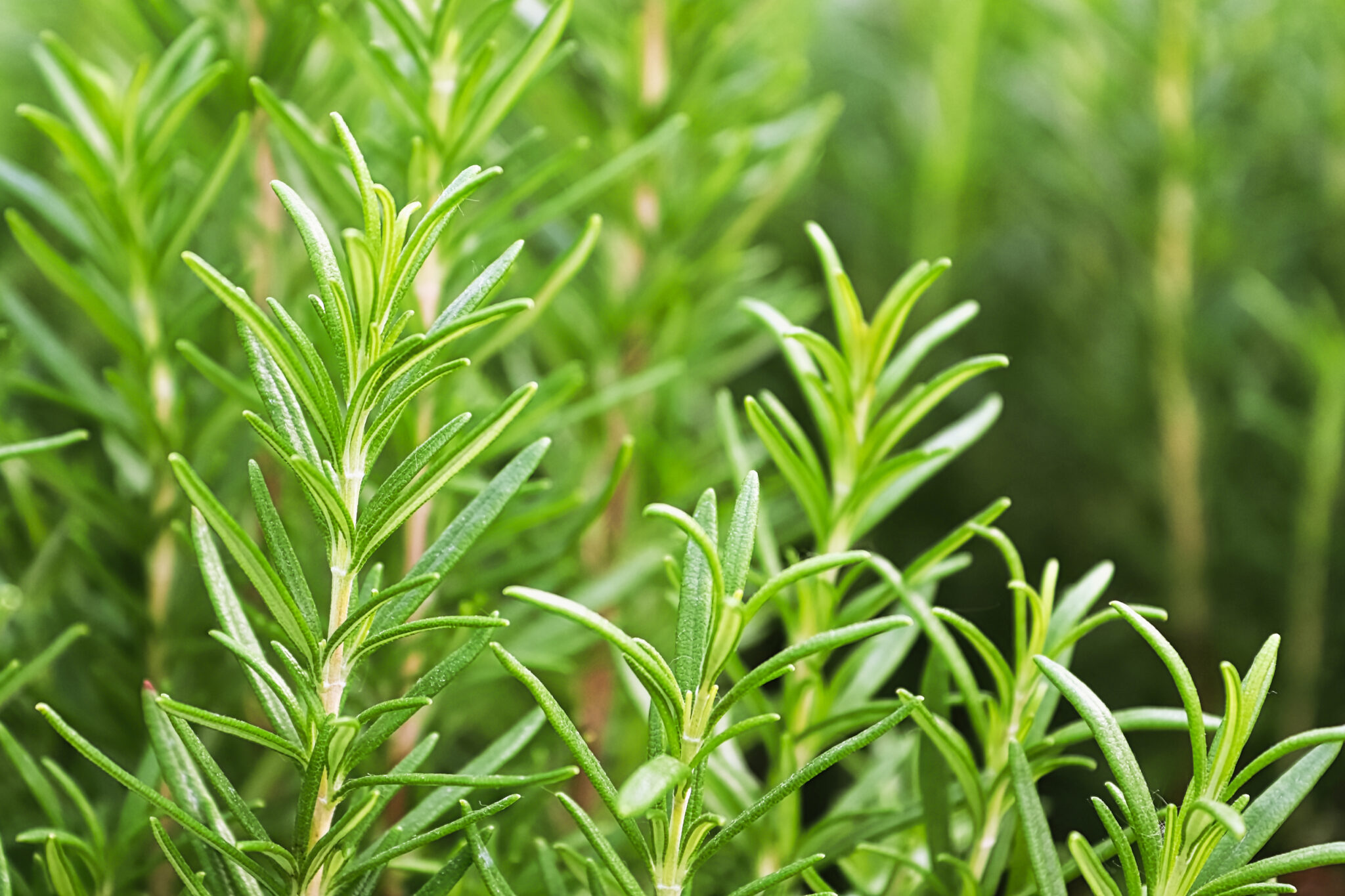 Uses for Rosemary with Chickens Backyard Poultry
